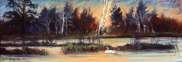 Swan at Seney